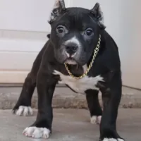 Mulan - XL - ABKC, a female American Bully for sale in Champaign, IL – Photo 1 of 2