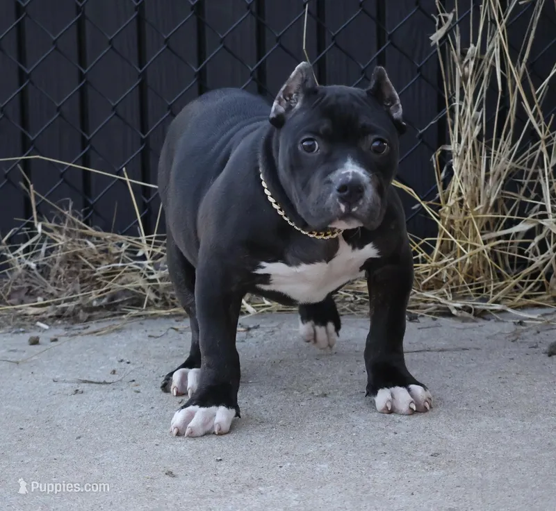 Mulan - XL - ABKC – American Bully puppy for sale in Champaign, IL