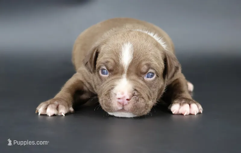 Set - XL - ABKC – American Bully puppy for sale in Champaign, IL