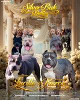 Sincere - XL - ABKC, a male American Bully for sale in Champaign, IL – 2 of 2