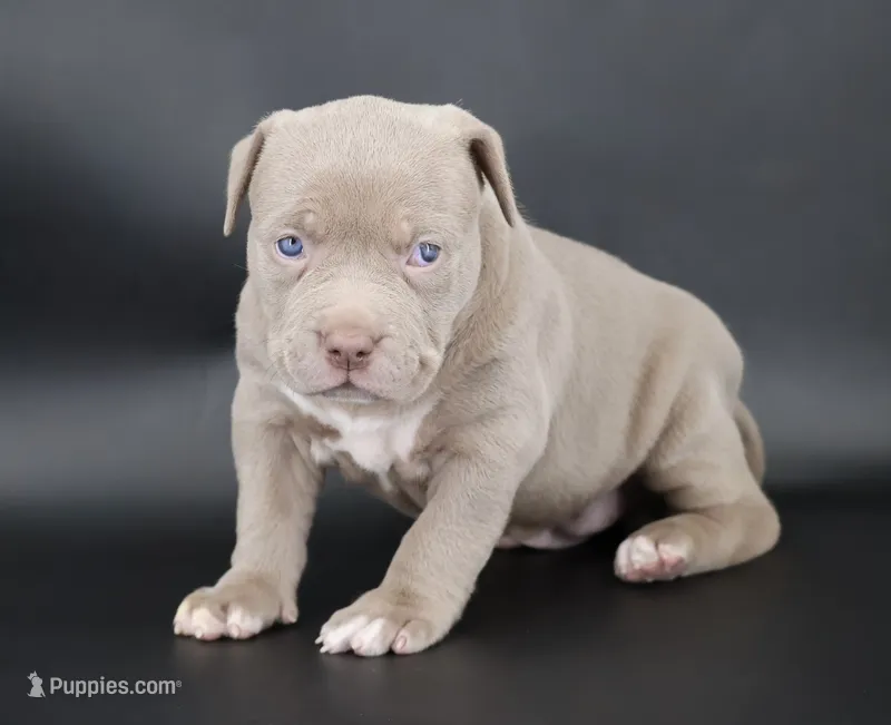 Mercy - XL - ABKC – American Bully puppy for sale in Champaign, IL