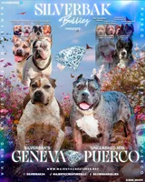 Clover - XL - ABKC, a male American Bully for sale in Champaign, IL – Photo 2 of 2