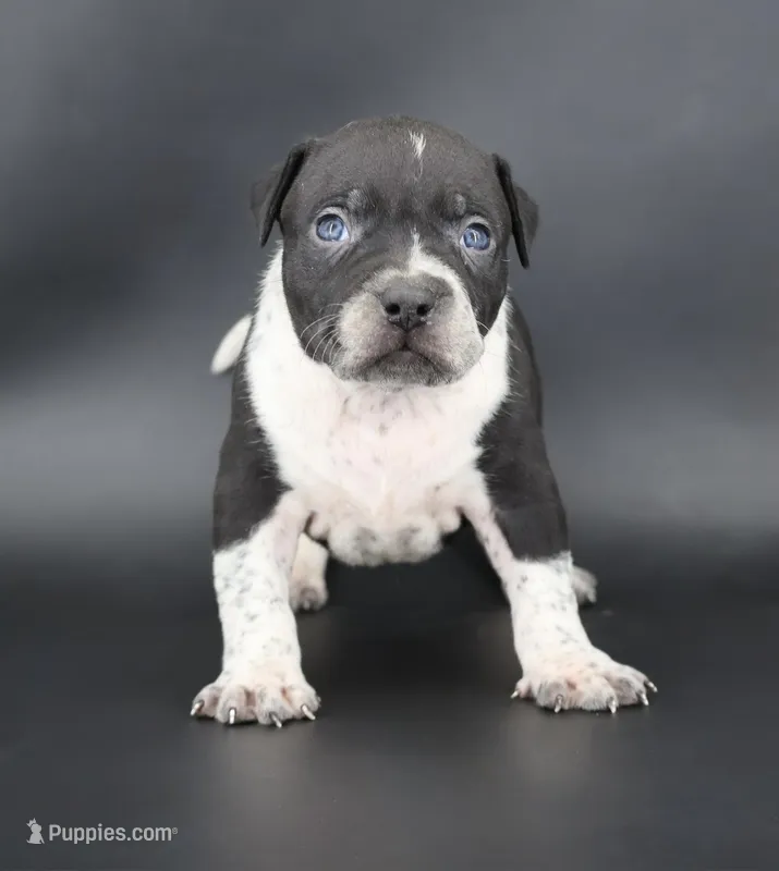 Clover - XL - ABKC – American Bully puppy for sale in Champaign, IL