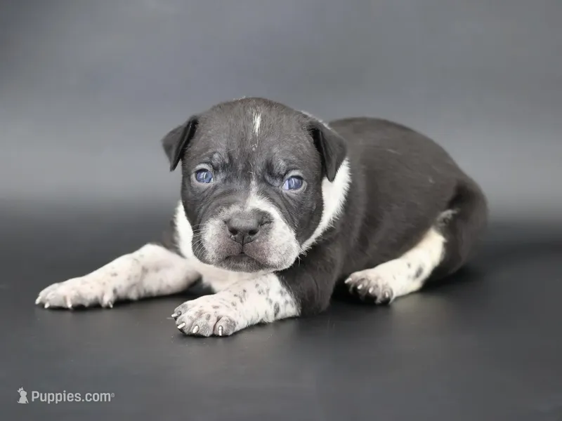 Clover - XL - ABKC – American Bully puppy for sale in Champaign, IL