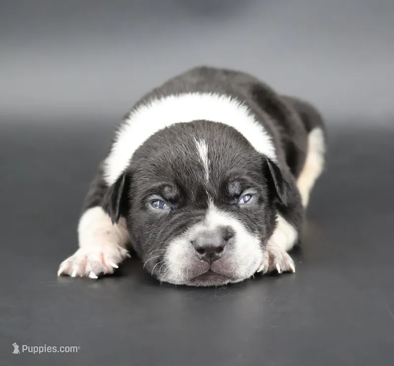 Clover - XL - ABKC – American Bully puppy for sale in Champaign, IL