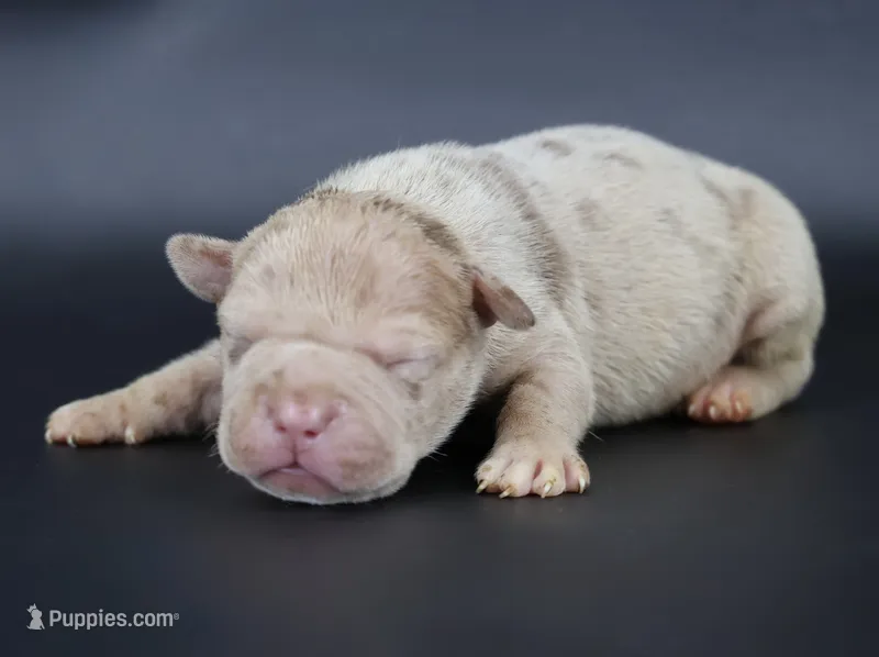 Atum - XL - ABKC – American Bully puppy for sale in Champaign, IL