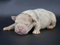 Atum - XL - ABKC, a male American Bully for sale in Champaign, IL – 1 of 2