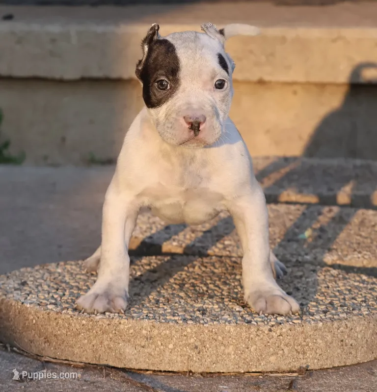 Achilles - XL - ABKC - Ears cropped – American Bully puppy for sale in Champaign, IL