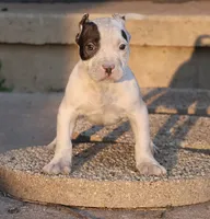 Achilles - XL - ABKC - Ears cropped, a male American Bully for sale in Champaign, IL – 1 of 2