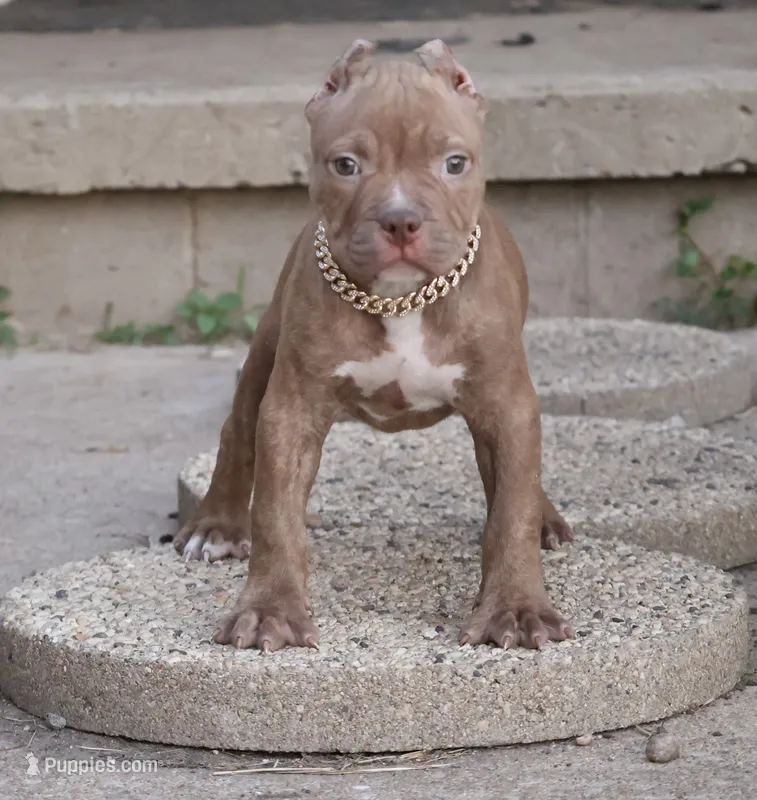 Ramses - XL - ABKC – American Bully puppy for sale in Champaign, IL