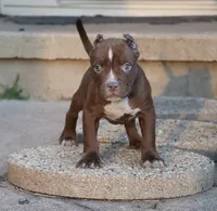 Set - XL - ABKC - Ears cropped, a male American Bully for sale in Champaign, IL – 1 of 2