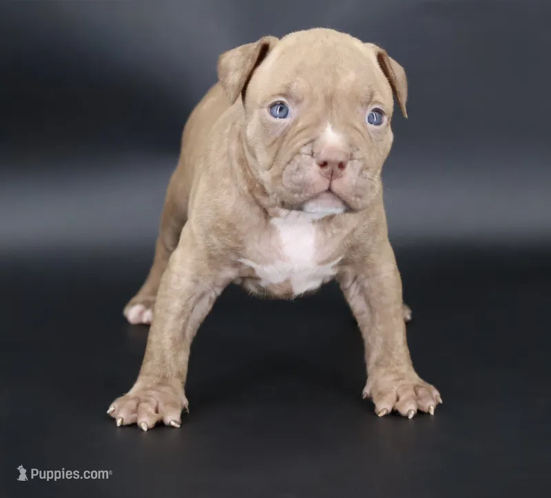 Ramses - XL - ABKC – American Bully puppy for sale in Champaign, IL