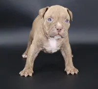 Ramses - XL - ABKC, a male American Bully for sale in Champaign, IL – 3 of 3