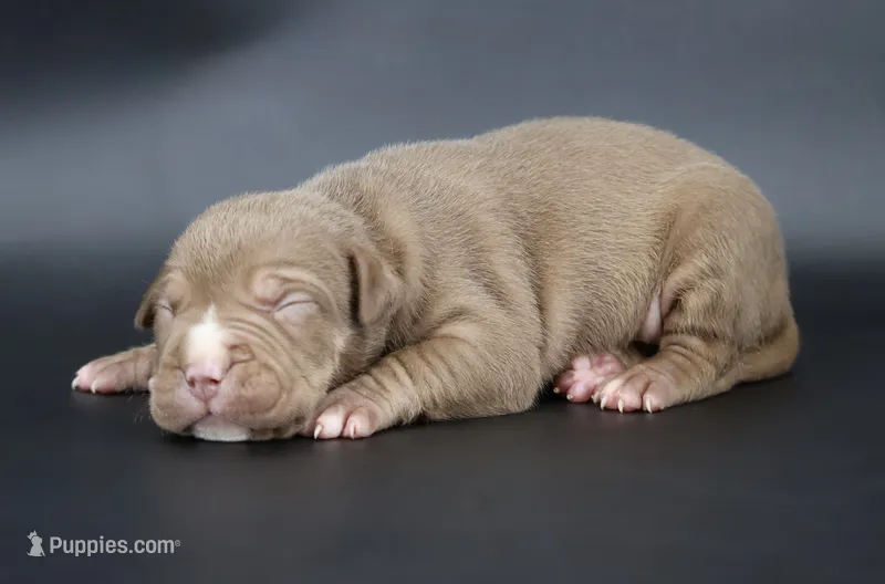 Horus - XL - ABKC – American Bully puppy for sale in Champaign, IL