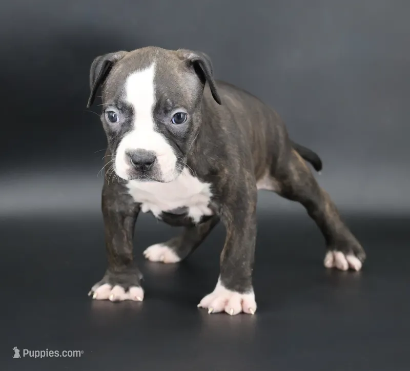 Nyla - XL - ABKC – American Bully puppy for sale in Champaign, IL