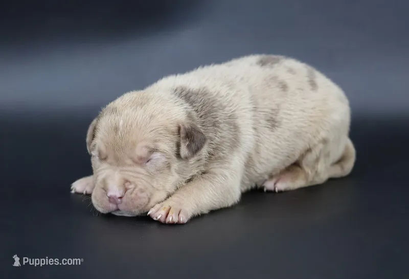 Ra - XL - ABKC – American Bully puppy for sale in Champaign, IL