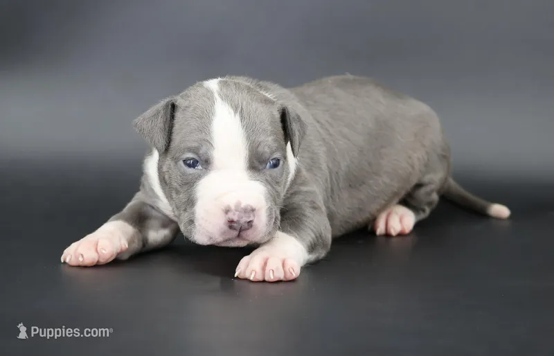 Sage - XL - ABKC – American Bully puppy for sale in Champaign, IL
