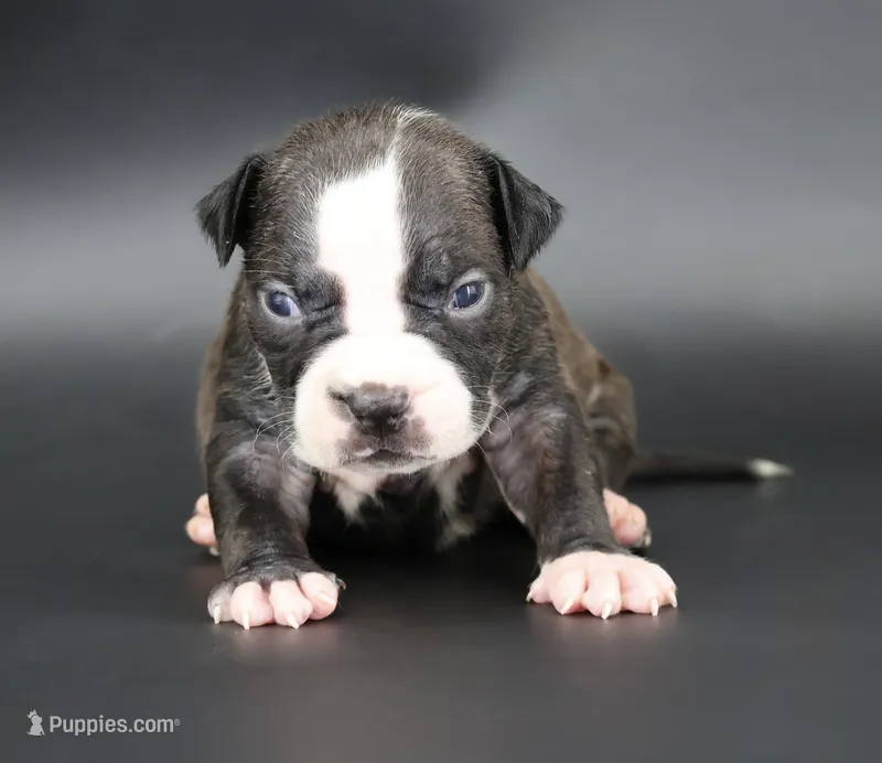 Nyla - XL - ABKC – American Bully puppy for sale in Champaign, IL