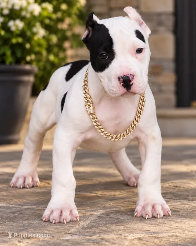 Achilles - XL - ABKC  – American Bully puppy for sale in Champaign, IL