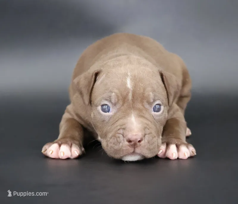 Zara - XL - ABKC – American Bully puppy for sale in Champaign, IL