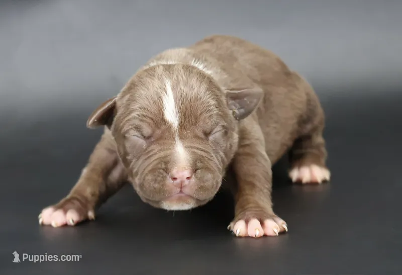 Zara - XL - ABKC – American Bully puppy for sale in Champaign, IL