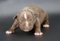 Zara - XL - ABKC, a female American Bully for sale in Champaign, IL – 1 of 2