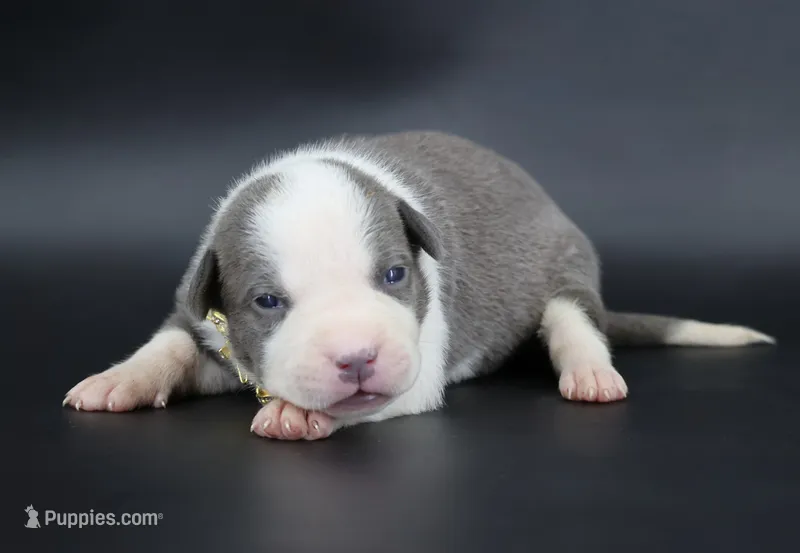 Judith - XL - ABKC – American Bully puppy for sale in Champaign, IL
