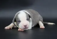 Judith - XL - ABKC, a female American Bully for sale in Champaign, IL – 1 of 2