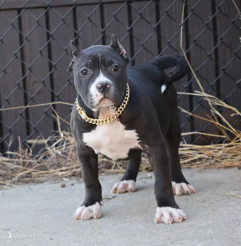Pearl - XL - ABKC – American Bully puppy for sale in Champaign, IL