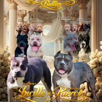 Pearl - XL - ABKC, a female American Bully for sale in Champaign, IL – Photo 2 of 2