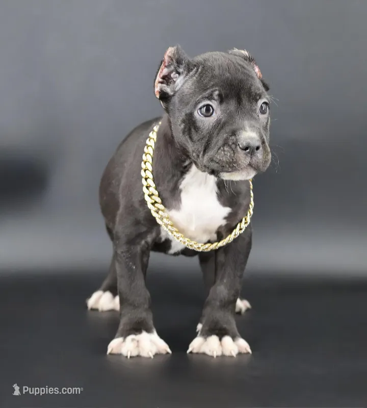 Valentina - XL - ABKC