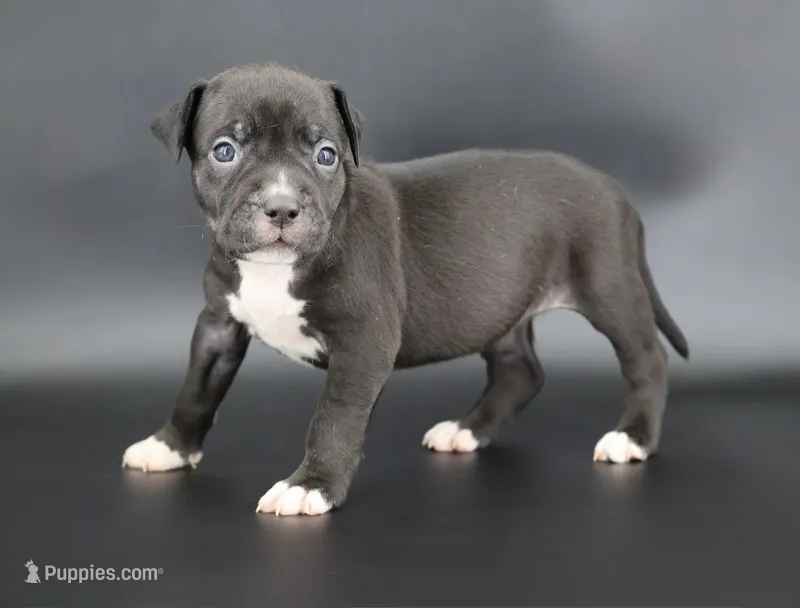 Valentina - XL - ABKC