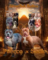 Cairo - XL - ABKC, a male American Bully for sale in Champaign, IL – 2 of 2