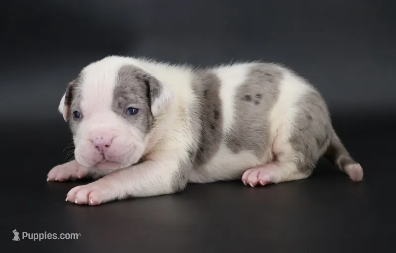 Hercules - XL - ABKC – American Bully puppy for sale in Champaign, IL