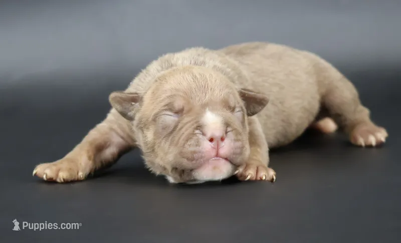 Ramses - XL - ABKC – American Bully puppy for sale in Champaign, IL