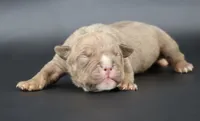 Ramses - XL - ABKC, a male American Bully for sale in Champaign, IL – 1 of 2