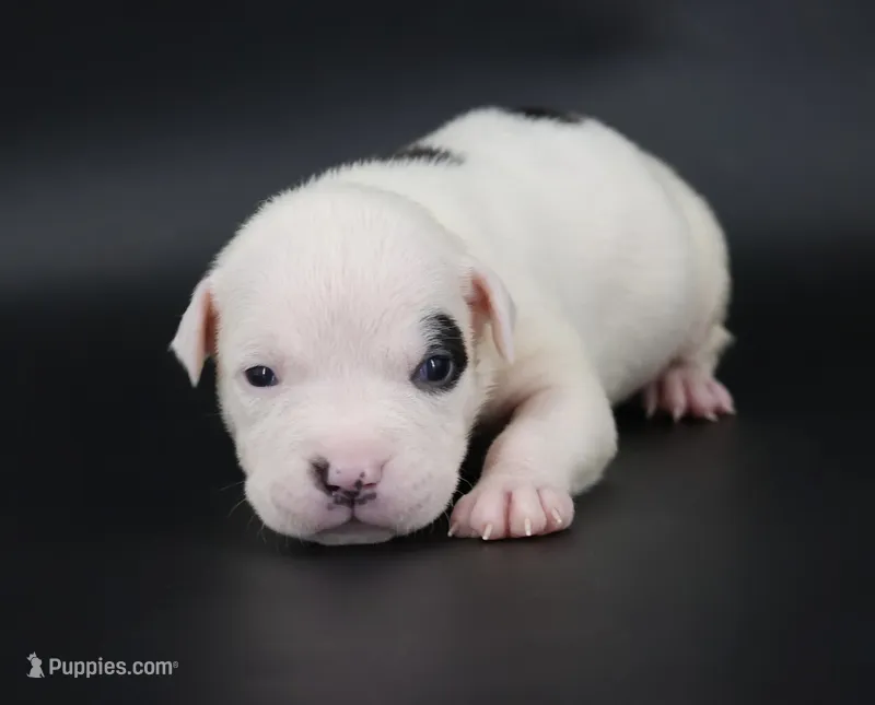 Helen - XL - ABKC – American Bully puppy for sale in Champaign, IL