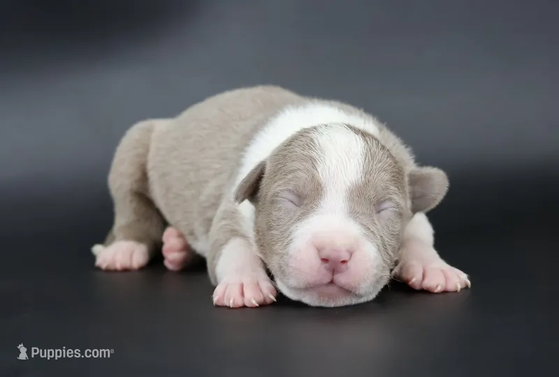 Atalanta - XL - ABKC – American Bully puppy for sale in Champaign, IL