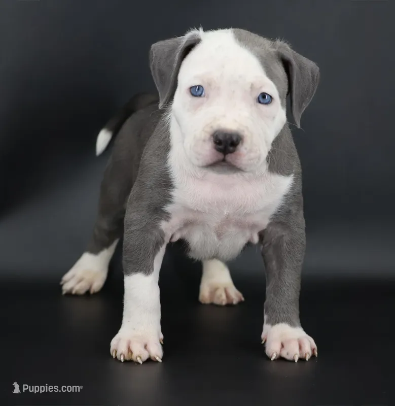 Chancellor - XL - ABKC – American Bully puppy for sale in Champaign, IL