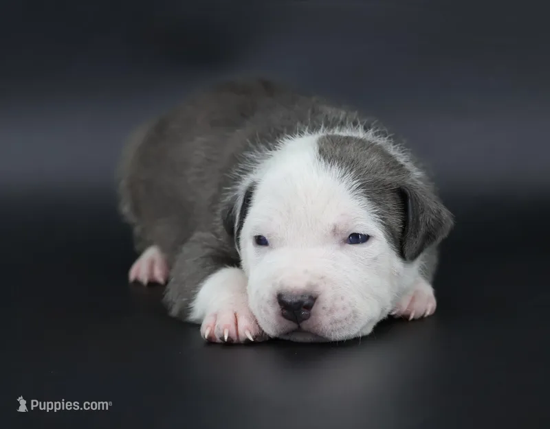 Chancellor - XL - ABKC – American Bully puppy for sale in Champaign, IL