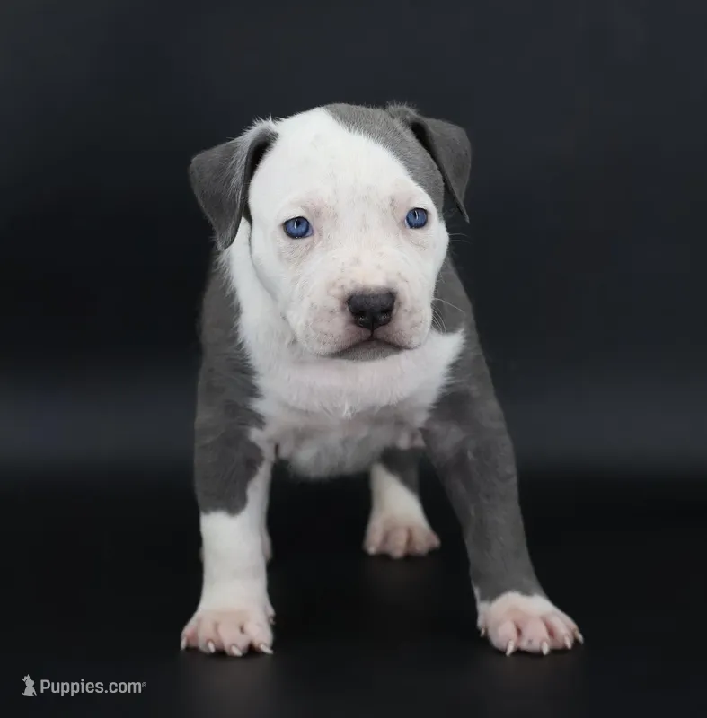 Chancellor - XL - ABKC – American Bully puppy for sale in Champaign, IL