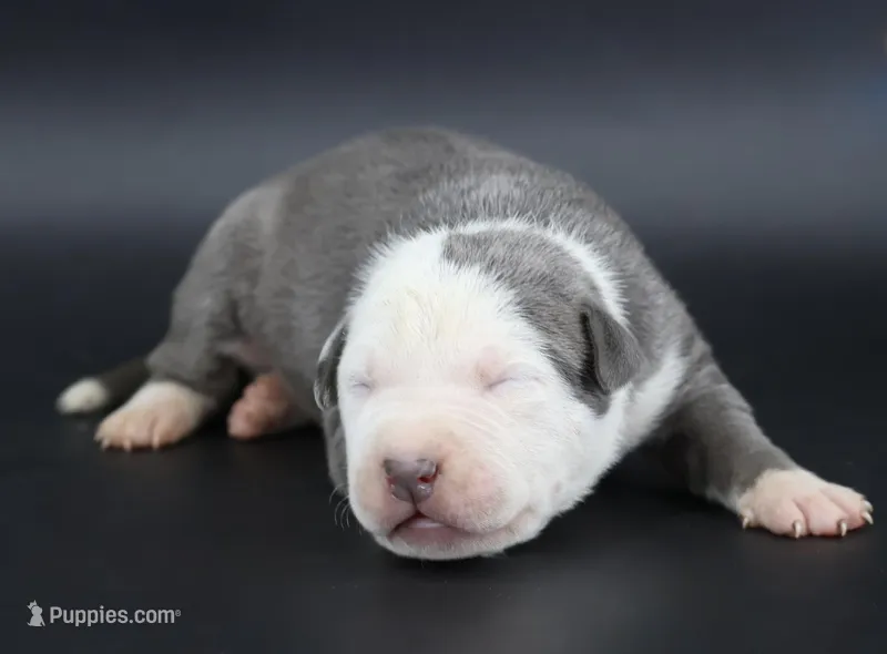 Chancellor - XL - ABKC – American Bully puppy for sale in Champaign, IL