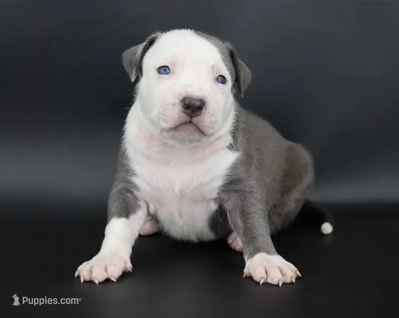 Chancellor - XL - ABKC – American Bully puppy for sale in Champaign, IL