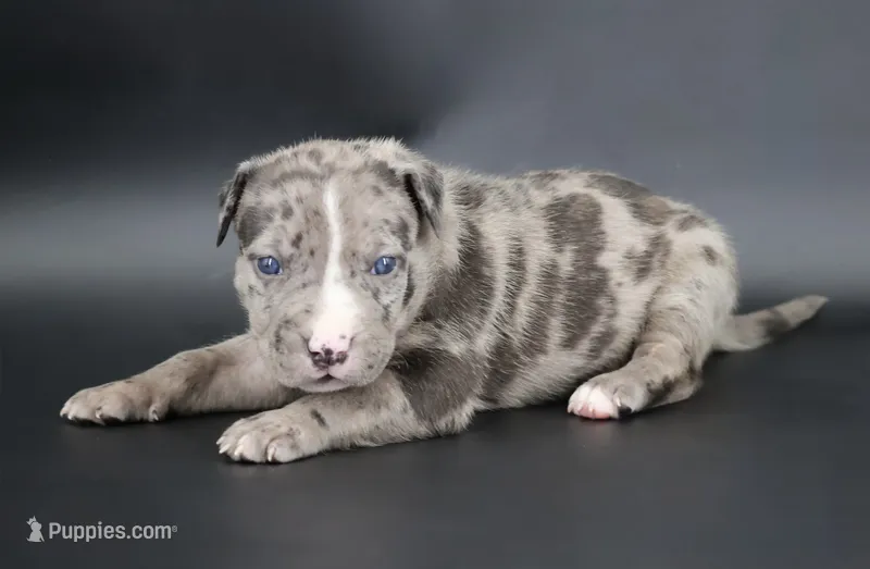 Kufale - XL - ABKC – American Bully puppy for sale in Champaign, IL