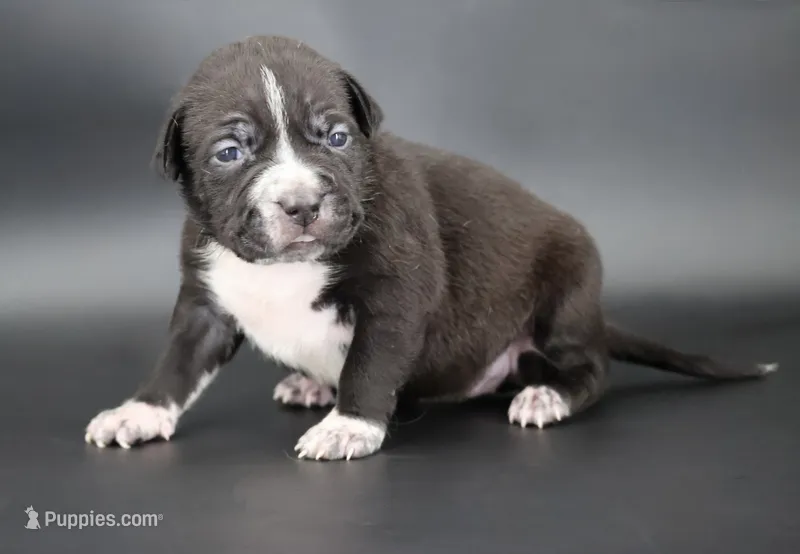 Harmonia - XL - ABKC – American Bully puppy for sale in Champaign, IL