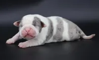 Hercules - XL - ABKC, a male American Bully for sale in Champaign, IL – 1 of 2