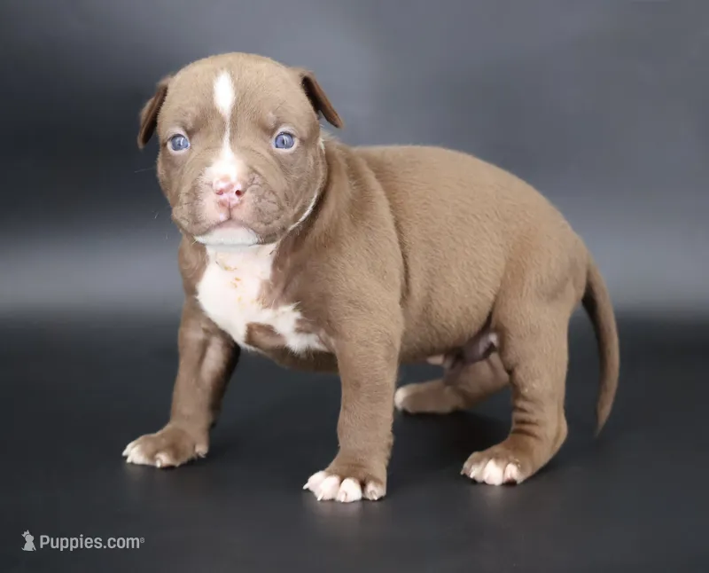 Set - XL - ABKC – American Bully puppy for sale in Champaign, IL