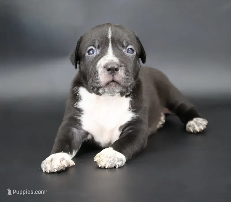 Harmonia - XL - ABKC – American Bully puppy for sale in Champaign, IL