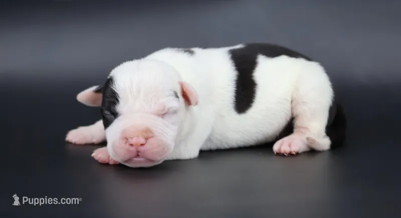 Achilles - XL - ABKC – American Bully puppy for sale in Champaign, IL