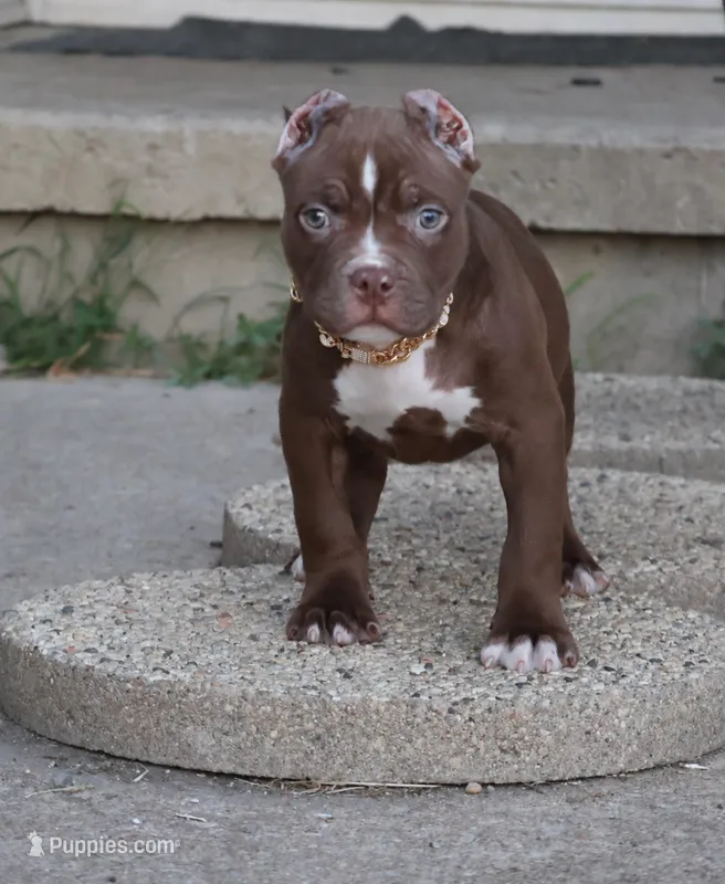 Set - XL - ABKC – American Bully puppy for sale in Champaign, IL